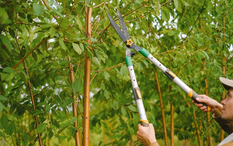 Tree trimming in Moweaqua, IL
